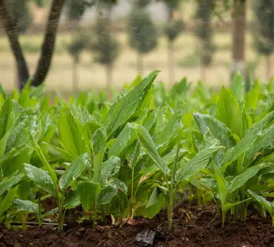 Kerala Plantations
