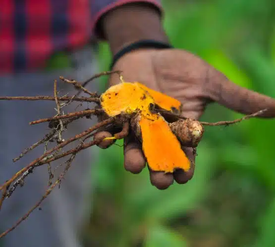 Hand picked turmeric root from Kerala